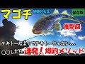 マゴチ釣り方・爆釣メソッド！砂地の女王にあることをしたらあり得ない連発で予想外のドラマが！釣れない時に覚えておくこの釣り方Good【東京木場吉野屋】