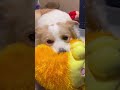 台風のせいで犬が、こんなふうになってしまいました...【ボーダーコリー】#shorts