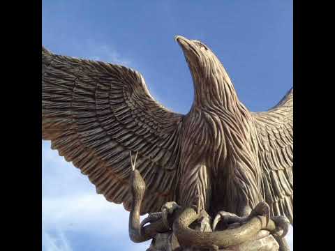 يانجي المقارحة كيف طيور جارحة