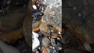 Fossil Cracked By Rough Sea
