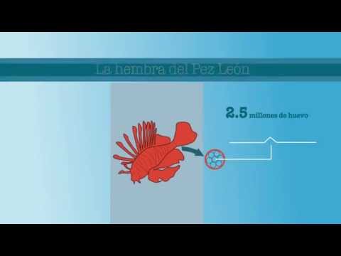 pezleon Reproducción del Pez León