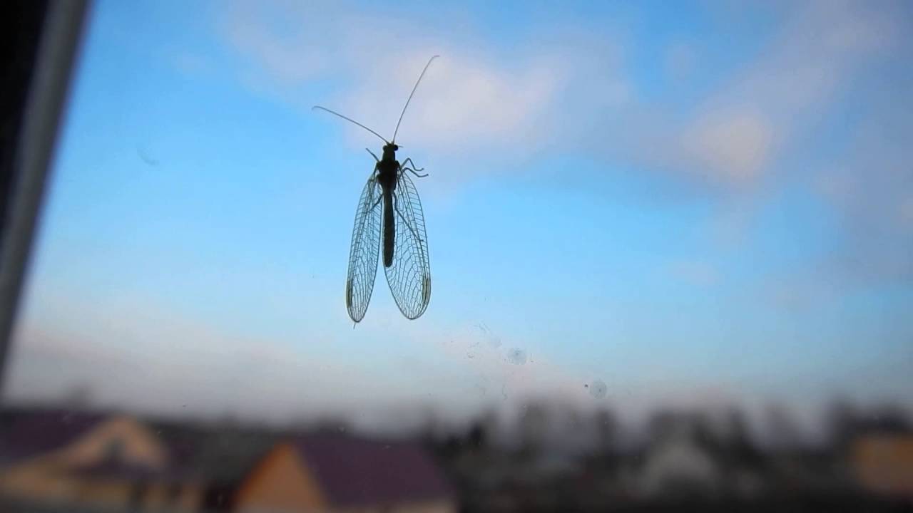 Златоглазка (Chrysopidae)