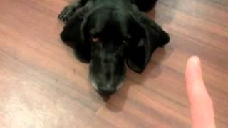 Mr Bojangles Basset lab mix does some tricks