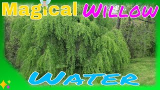 Willow Water/Root Hormone
