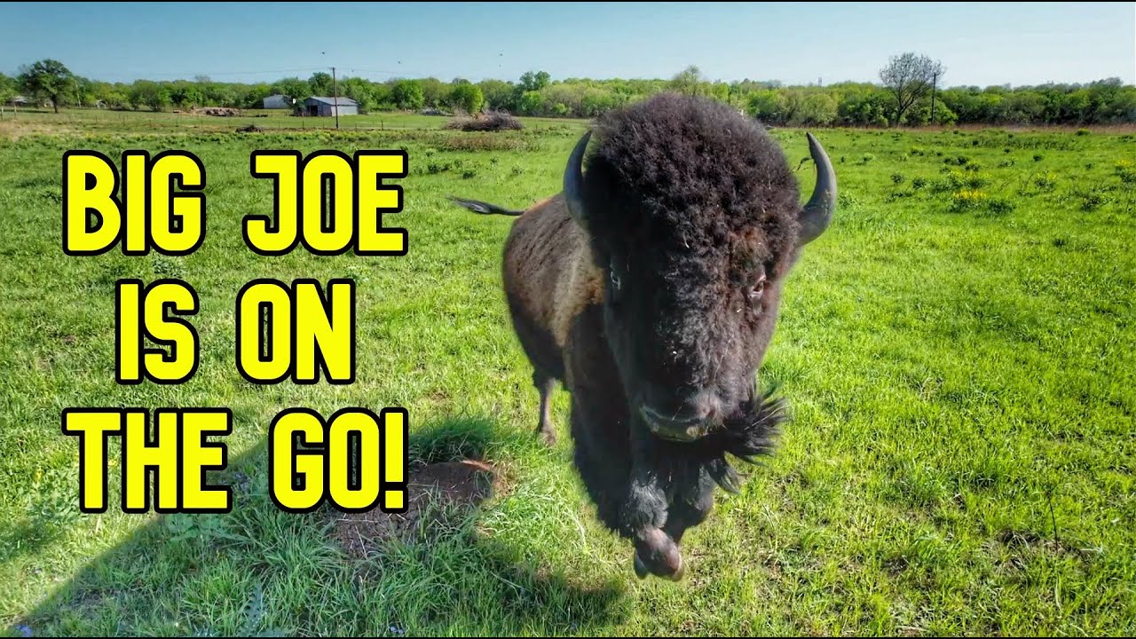 This is What Happens When You Move Your Bison! - YouTube