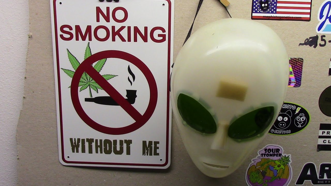 S15:E5 Autoflower Cannabis grow, Dr.Krippling. Incredible Bulk, and Heavyweight Seeds, Fruit Punch