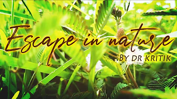 Escape in Nature | Soothing, Calming and Relaxing Music | Cinematic Video | By Dr Kritik