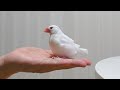文鳥が手に乗る本当の理由