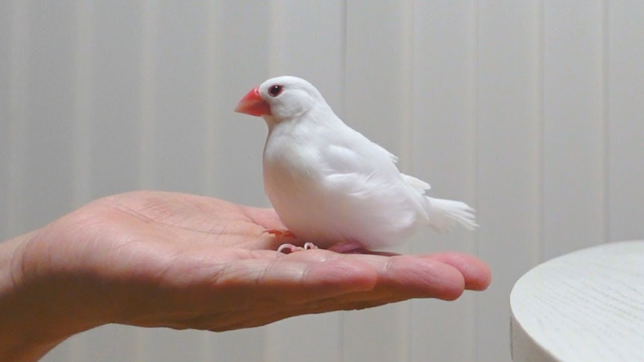 文鳥が手に乗る本当の理由