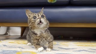 SLO MO ACTION BUB @Lilbub