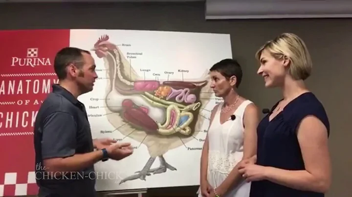 Chicken Digestion - DayDayNews