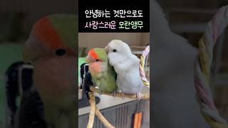 안녕하는 것만으로도 사랑스러운 모란앵무