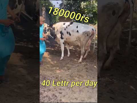 40 lette per