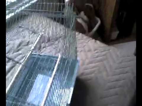 Trap cage for birds / Cage Piège à oiseaux / Jaula Tra Trap cage for birds / Cage Piège à oiseaux / Jaula Tra