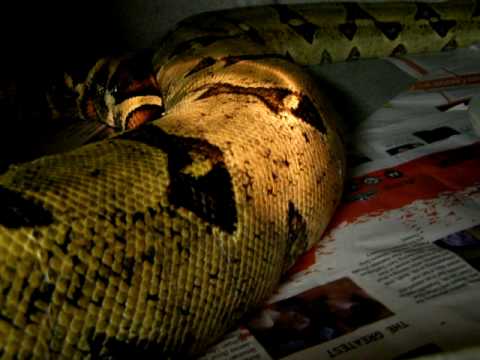 rat snakes in alabama Brian Gundy's Het Albino Boa Bred To Hypo Motley Poss Het albino