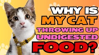 Why Is My Cat Throwing Up Undigested Food