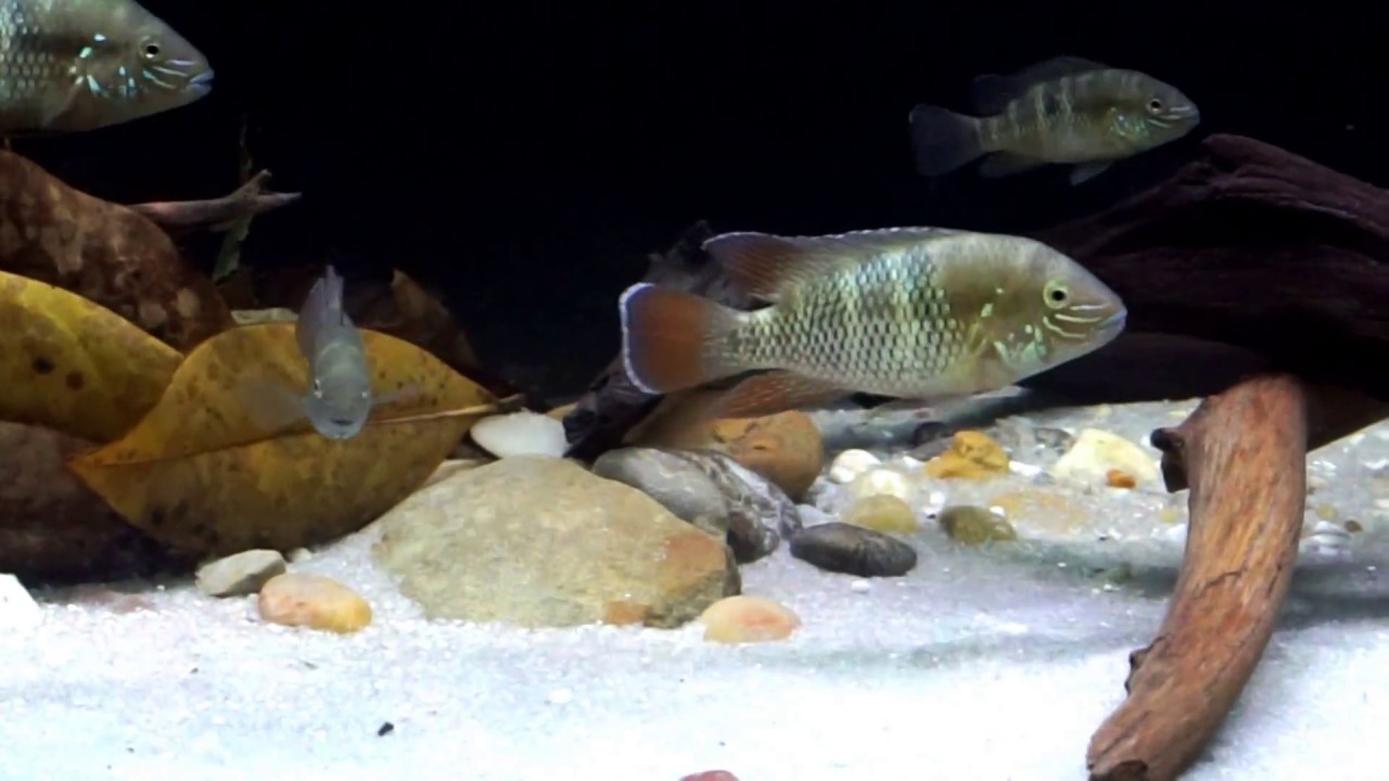 Cichlid species Andinoacara stalsbergi (Muzilová, Schindler
