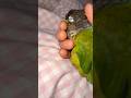 This parrot sleeps next to its owner's hand every night. #birds #parrot #parrots #pets #shorts