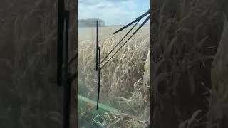 Continuing on with the 2022 Corn Harvest