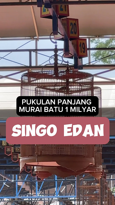 Juara 1 Murai Batu di PIALA RAJA 2024 SINGO EDAN dikelas MAHARAJA #muraibatu #pialaraja2024