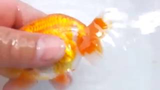 DSCF4131