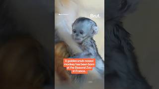 Golden snub-nosed monkey born in French zoo.