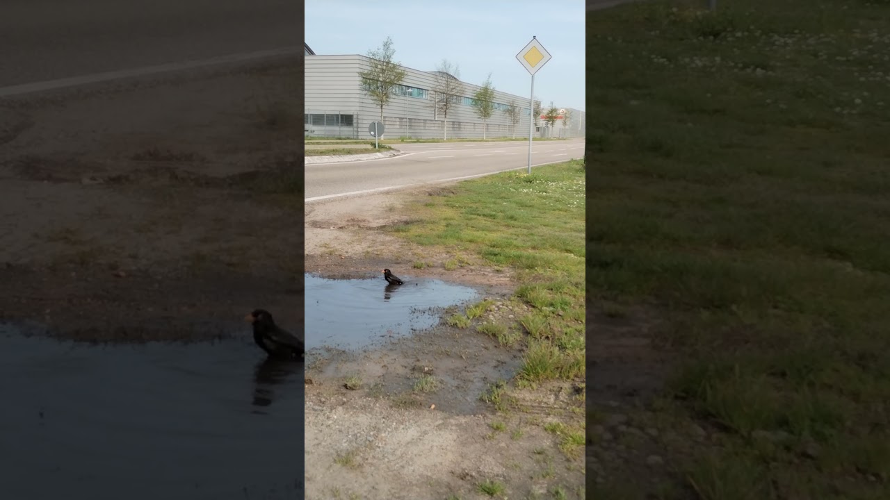 Птица Спасается От Жары в Германии 