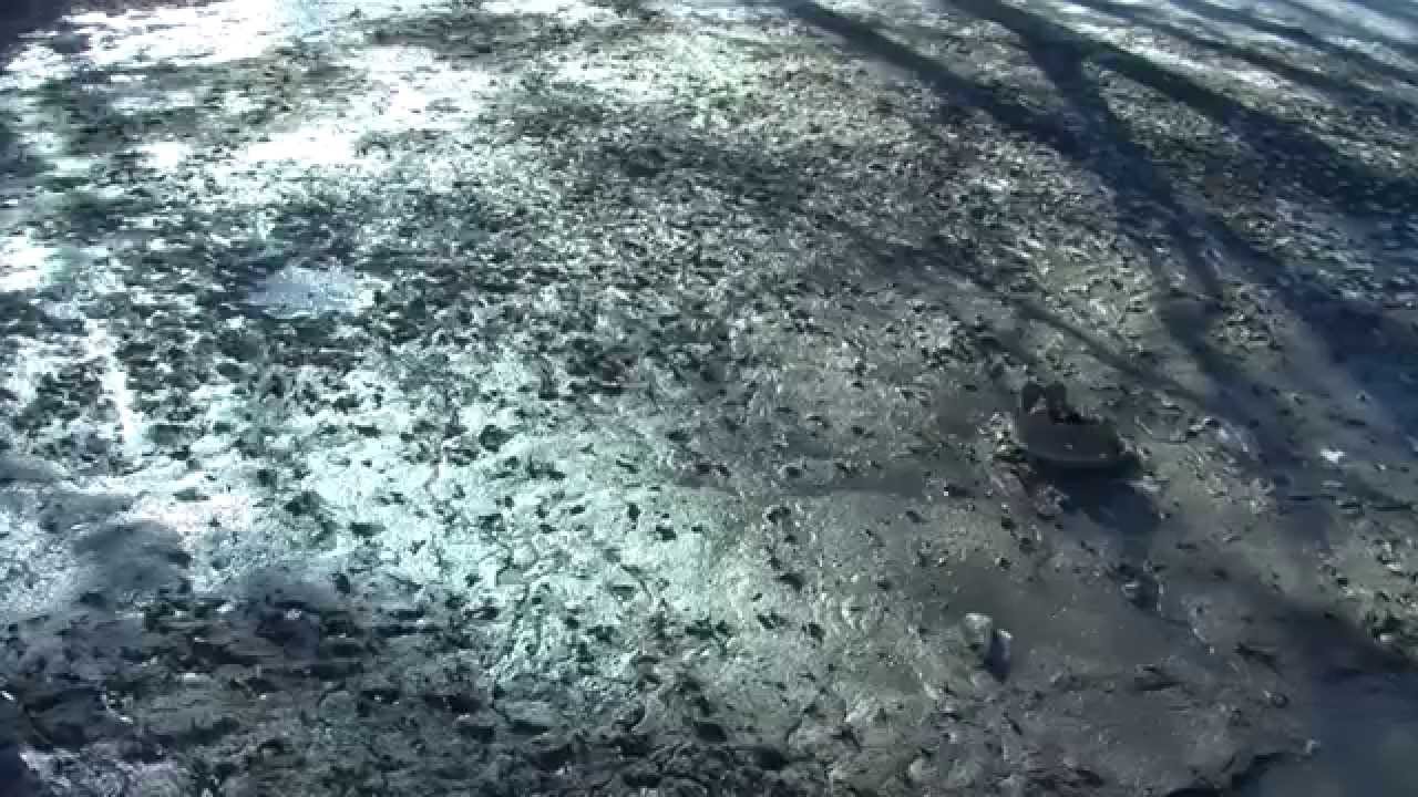 It came from Krug Lagoon