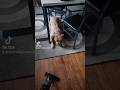 ladybryd vs vacuum 🤣 #explore #americanbully #funny #fyp