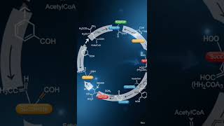 The Krebs cycle (citric acid or TCA cycle) #biology#neet
