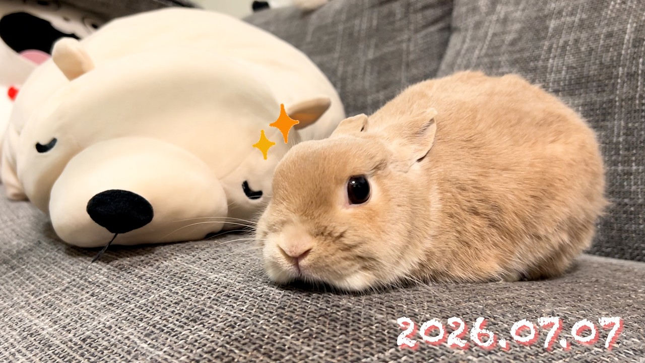 七夕のお願いごと🎋みんなは何をお願いした？】毎日の60秒ひなちゃん