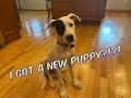 I GOT A PUPPY!!!