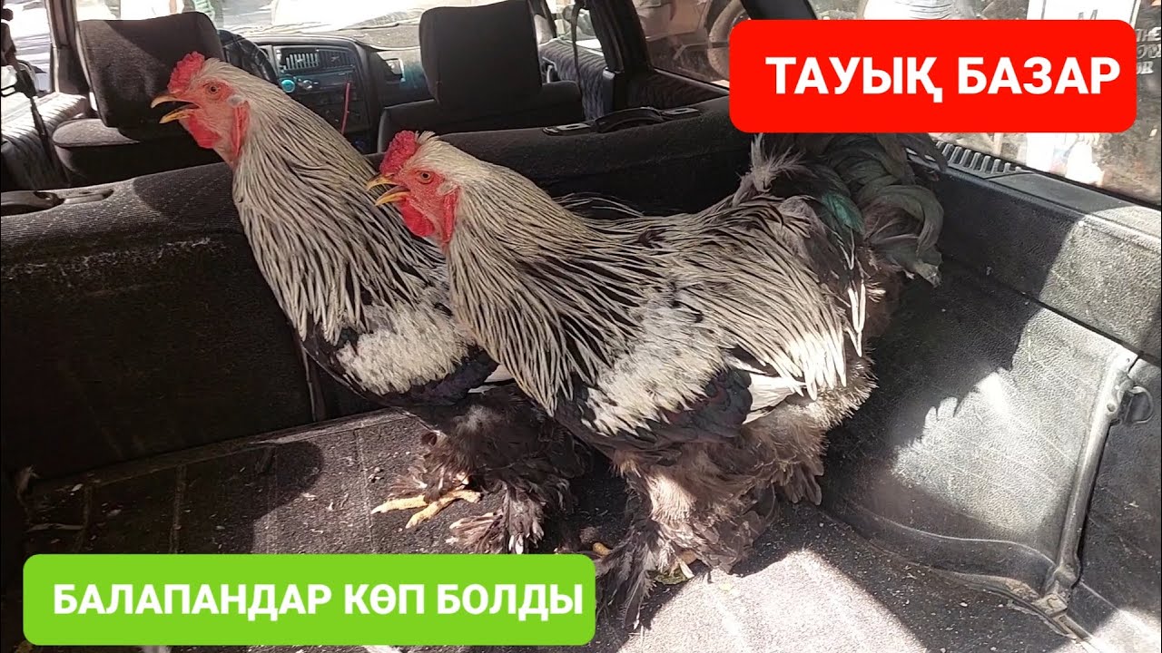 ТАУЫҚ БАЗАР ШЫМКЕНТ 04.06.23Ж