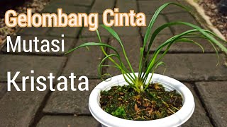 Anthurium Double Mutation Kristata and Rawing #ornamentalplants #anthurium #vlog2021