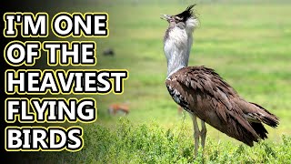 Kori Bustard facts: they can fly if they want to | Animal Fact Files