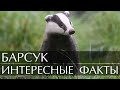 Интересные факты о Барсуке