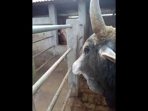 masi iatur masandy Tre u mukhla