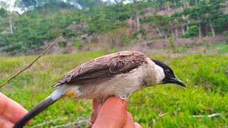 burung kutilang jenis ini di larang untuk di jadikan pikat