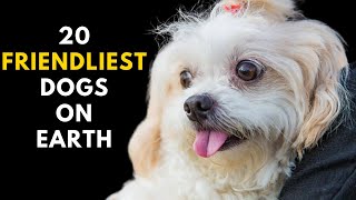 Top 20 Friendly Dog Breeds on earth But You Don't Know