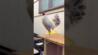 #chicken #gamefarm #gamefowl #hawaii #rooster #oahu #gamebirds