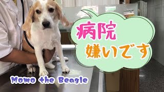 Momo the beagle hates to see a vet.