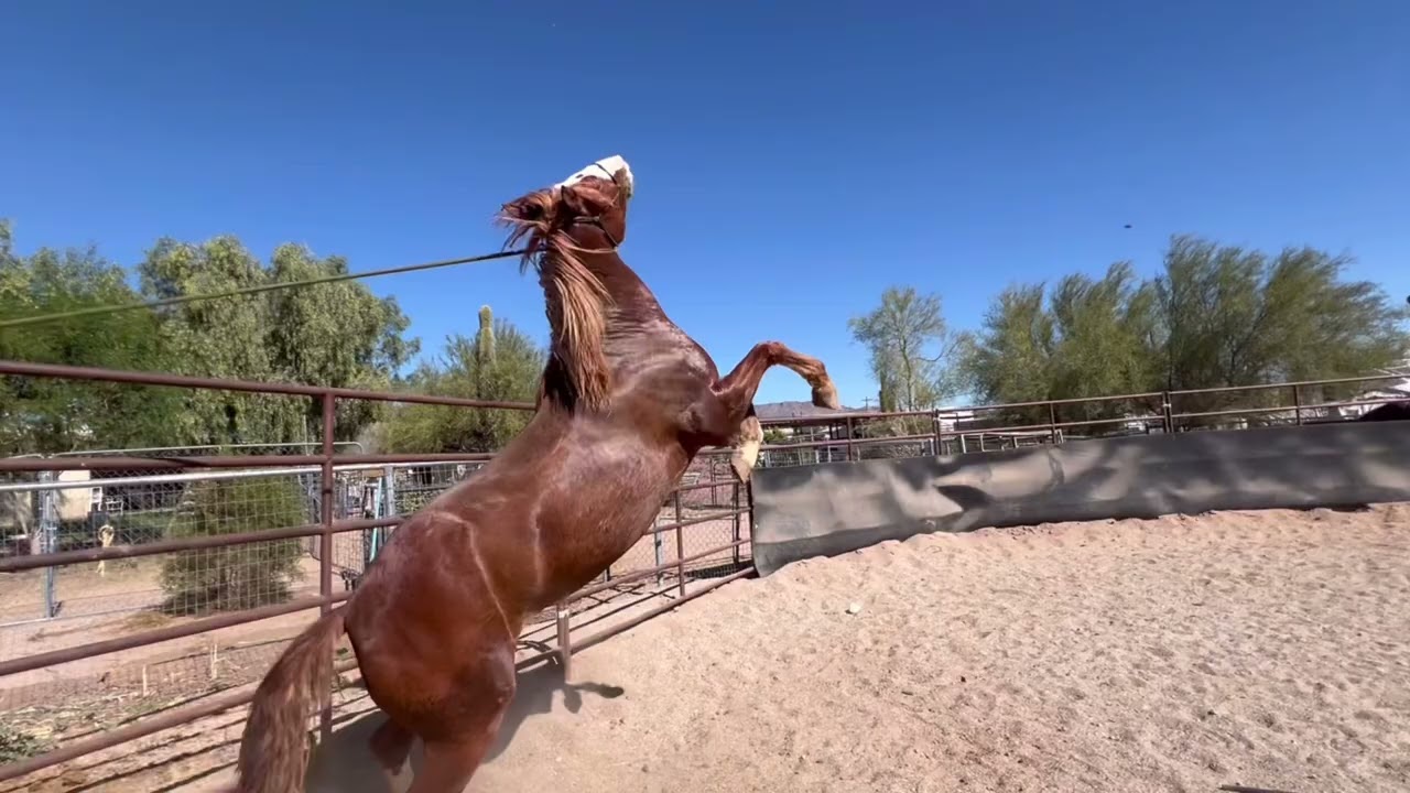 Learning to Follow the Feel of a Lead Rope 