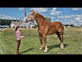 10 ANIMALES GIGANTES Captados En CÁMARA