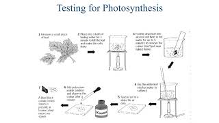 Knole Academy | Science | AR Lesson 4 Year 10 | Week 1| Photosynthesis Using Glucose