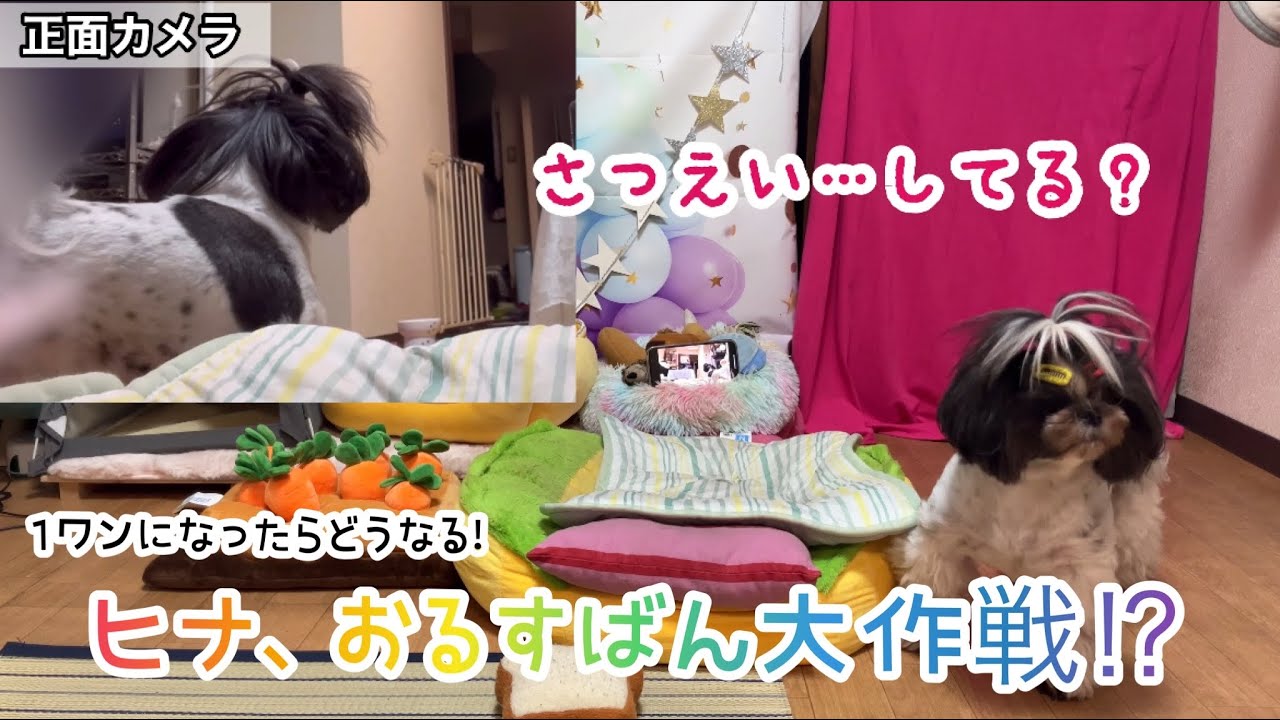 かしこい行動にビックリ！急に留守番になったらどうしてる？隠し録りしてみた【犬】The state of the dog in answering machine is cute！