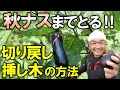 【超有益】弱ったナスも秋ナスまでとる！切り戻し＆挿し木の仕方