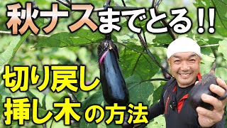 元気復活 弱ったナスも秋ナスまでとる 切り戻し 挿し木の仕方 Youtube