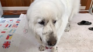 寒空の下で穴掘りを頑張ったルンルンです　Great Pyrenees　グレートピレニーズ