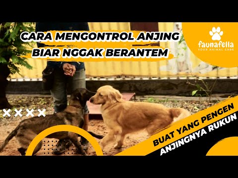 Video: Anjing Dengan Wajah Keriput