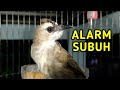 Suara Trucukan Ropel Pagi Hari Ampuh Untuk Pancingan Trucuk Susah Ropel Mp3 - Mp4 Download